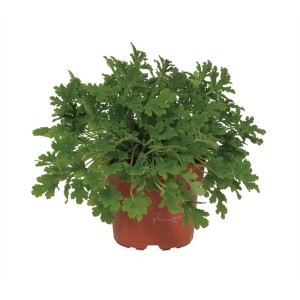 Pianta di Geranio verde in vaso marrone.