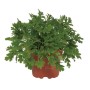 Pianta di Geranio verde in vaso marrone.