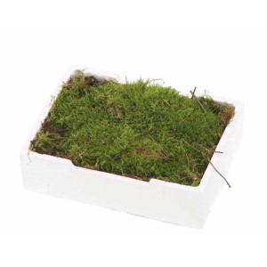 Muschio verde in fioriera bianca, un'aggiunta decorativa per il giardino.