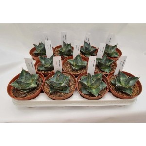 Molteplici piante grasse t.b.t in vaso su un vassoio.