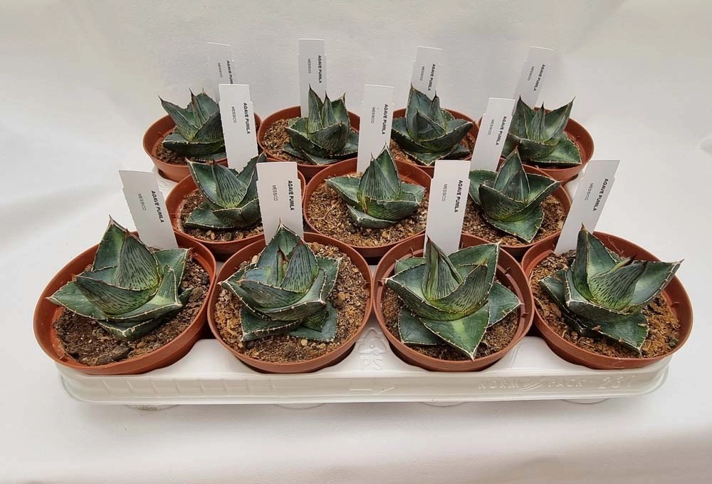 Agave Pumila in vaso Ø 10,5 cm OBI