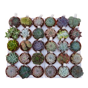 Echeveria Mix piante grasse vaso Ø 10,5 cm