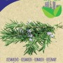 Semi di rosmarino biologici di Blumen. Semi di erbe aromatiche per il giardino.
