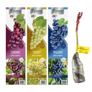 Diverse varietà di uva: Cardinal, Favorit, Moldova. Giovane vite in vaso, pronta per la piantagione.