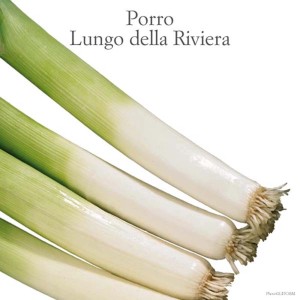 Porri freschi (Ortaggio da foglia) su sfondo bianco.