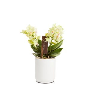 Orchidea t.b.t. chiara in vaso bianco. Pianta decorativa da interno.