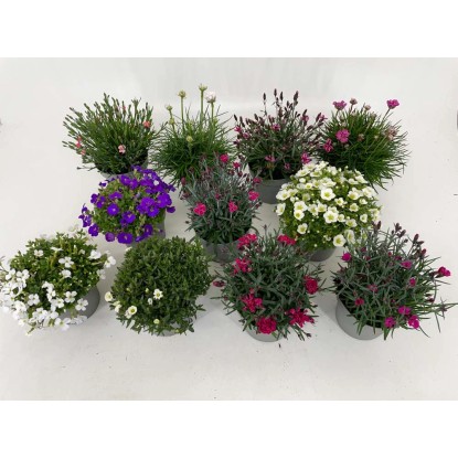 Piante Perennis Mix vaso 12 cm