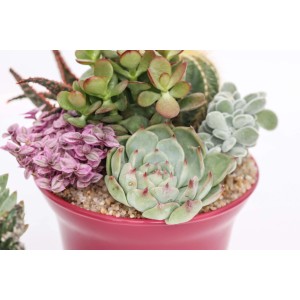 Composizione di varie piante grasse in vaso, ad es. Echeveria, albero di giada e cactus.