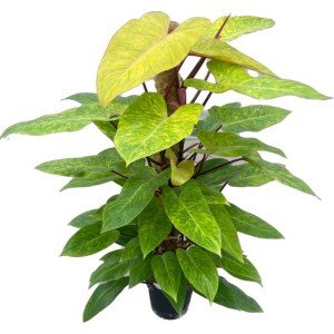 Pianta da interno verde t.b.t. con foglie giallo-verdi su un bastone di muschio.