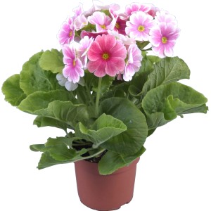 Primula obconica Touch me Mix in vaso, fiori rosa-bianchi e rosa, foglie verdi.