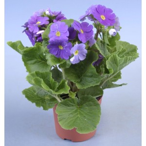 Primula obconica Touch me Mix in vaso, fiori viola con centro giallo e foglie verdi.