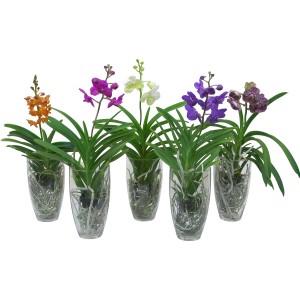 Orchidee Vanda di vari colori in vasi di vetro, un'elegante decorazione per la tua casa.