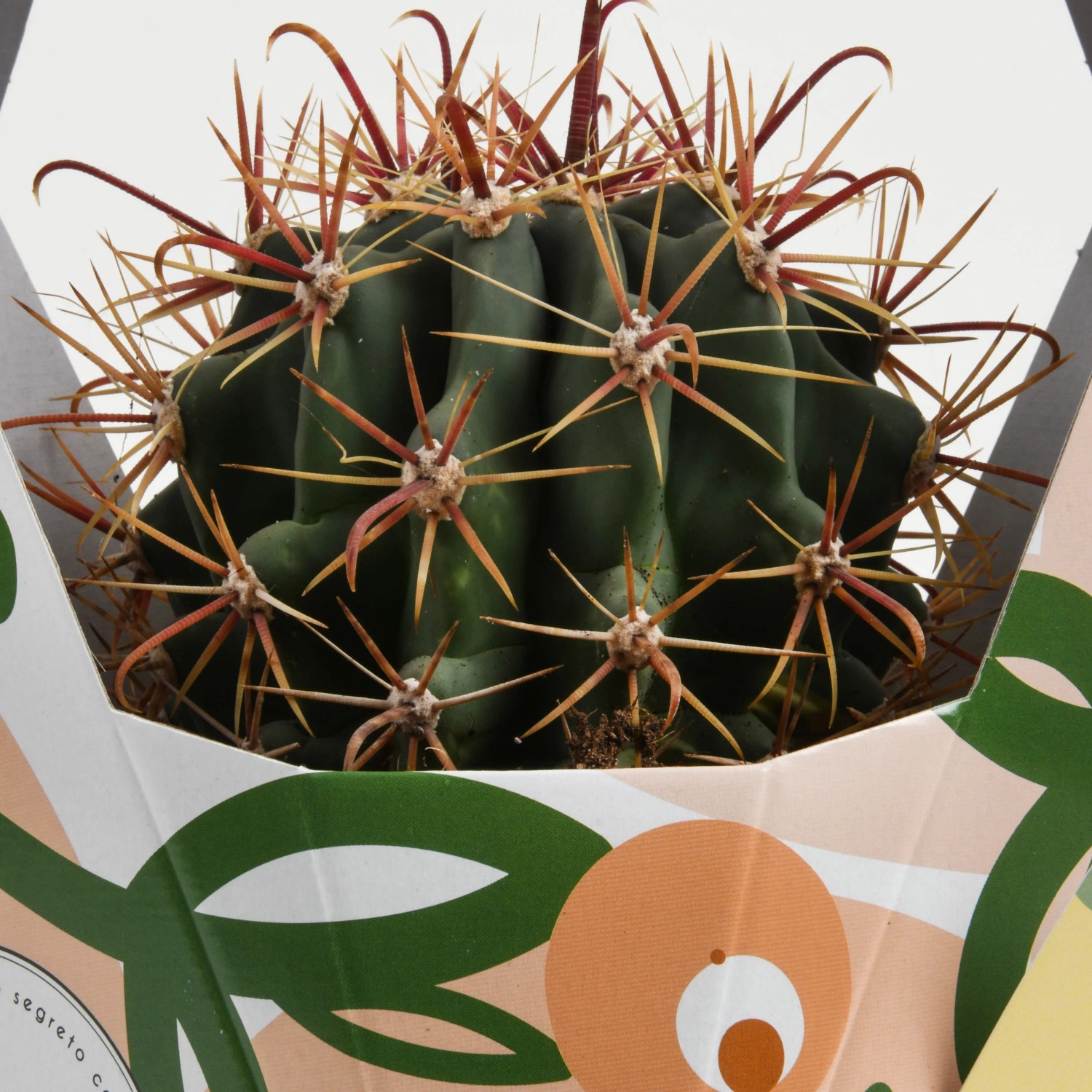 Cactus con spine lunghe e rossastre in vaso.