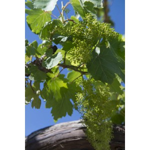 Albero da frutto (t.b.t.) in fiore con foglie verdi e fiori su sfondo di cielo blu.