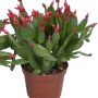 Cactus di Pasqua con boccioli rossi in vaso marrone, pianta in vaso.
