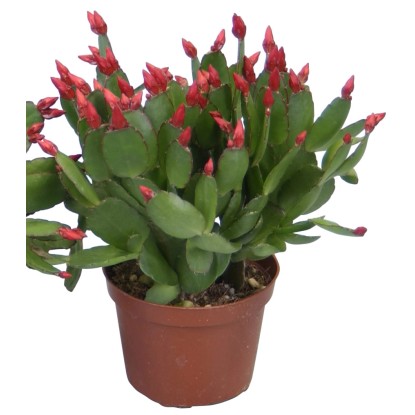Rhipsalidopsis rosso da interno con vaso Ø 9 cm