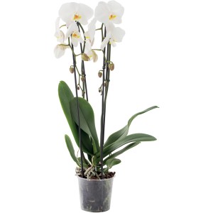 Orchidea bianca in vaso con foglie verdi e fiori delicati.