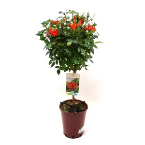 t.b.t. arancione in vaso, una pianta fiorita per il giardino o il balcone.