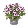 Geranio imperiale 'Bella Donna Angel' in vaso, fiori rosa-viola, pianta da balcone.