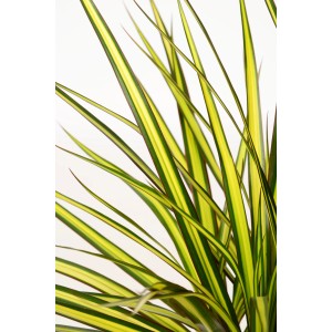 Dracaena Marginata Sunray con foglie verde chiaro e verde scuro in vaso.