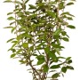 Arbusto t.b.t. in vaso con foglie verdi. Ideale come arbusto ornamentale.