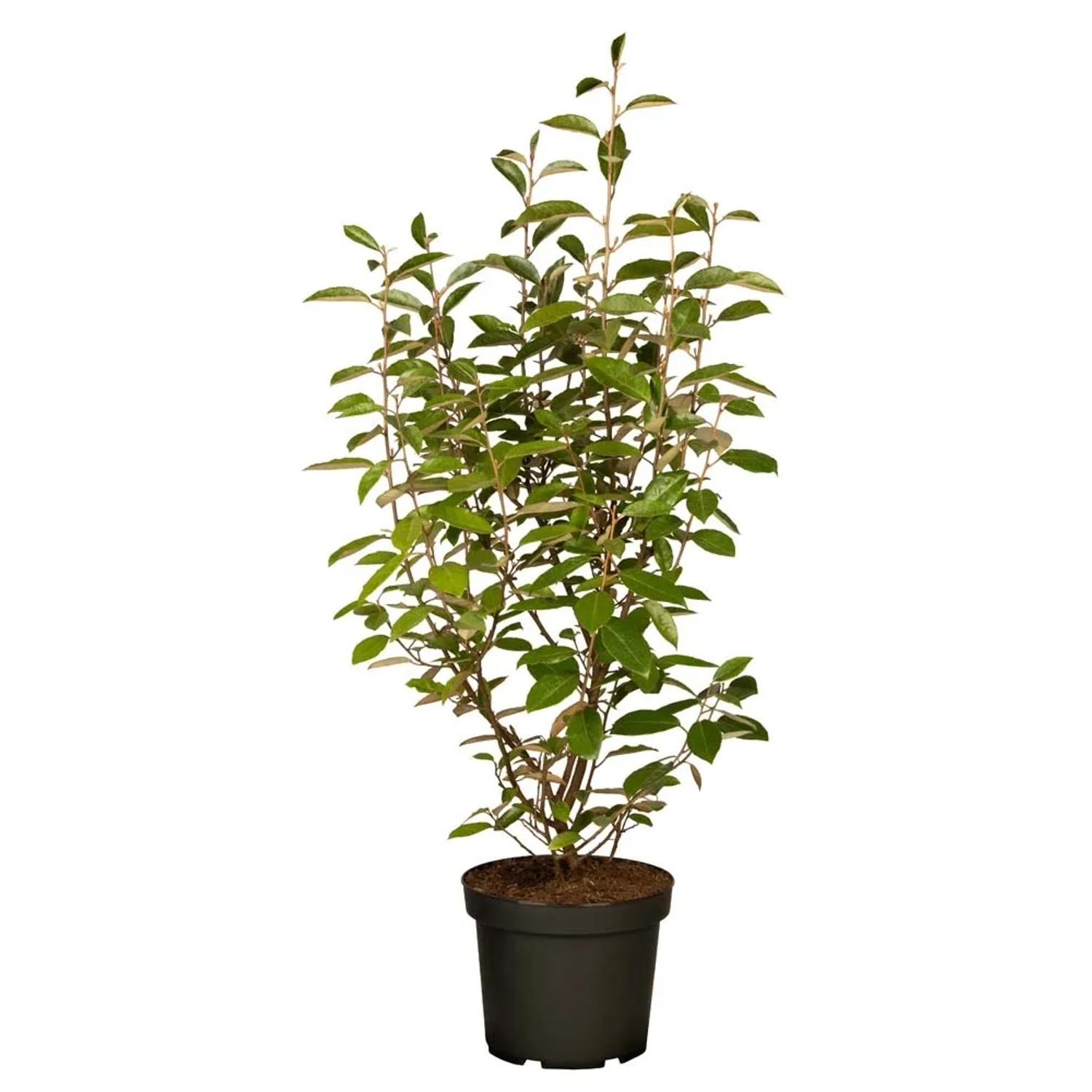 Arbusto t.b.t. in vaso con foglie verdi. Ideale come arbusto ornamentale.