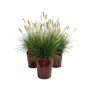 Tre erbe Penniseto in vasi marroni.