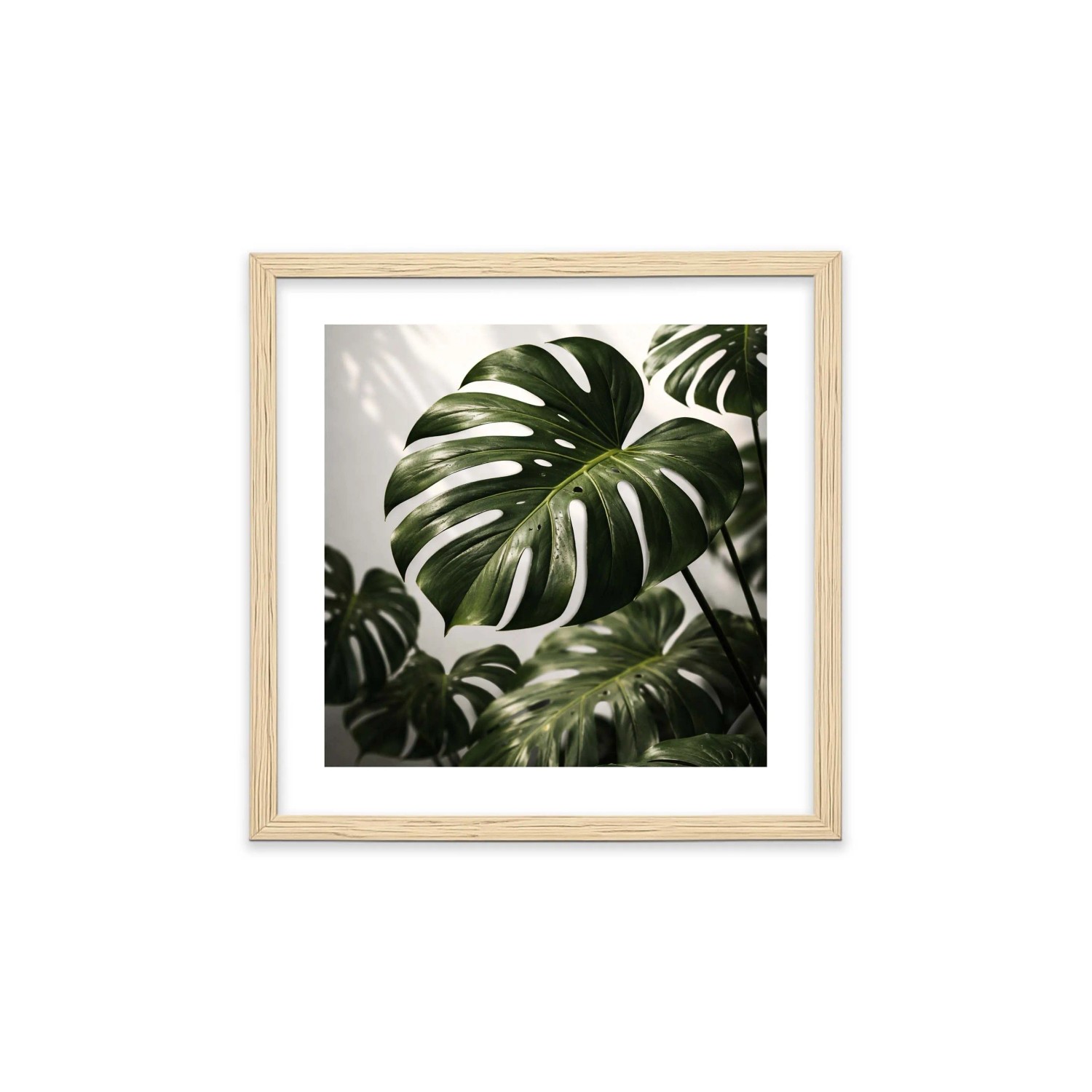 acquista Monstera da OBI