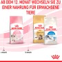 Royal Canin Kitten cibo secco, diverse varietà per gatti, passare dopo 12 mesi.