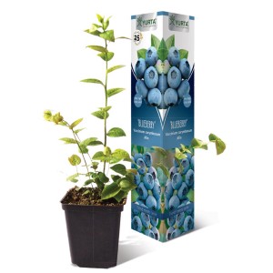 Pianta di mirtillo in vaso, varietà 'Blueberry', ideale per giardino o balcone.