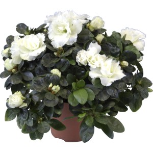 Azalea da interno mix in vaso, ca. 12 cm di diametro, fiori bianchi.