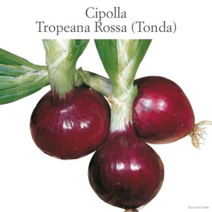 Cipolle rosse e rotonde Tropeana Rossa, verdure fresche per l'orto.