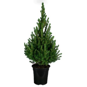 Conifera verde t.b.t. in vaso nero per il giardino.