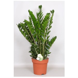 Pianta d'appartamento Zamioculcas verde in vaso marrone.