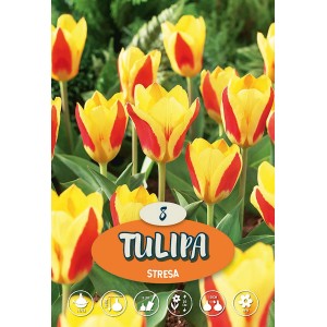 Tulipano Kaufmanniana Stresa giallo-rosso, bulbo da fiore per aiuole e vasi.
