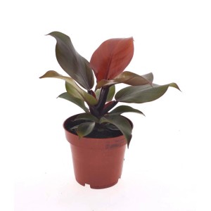 Pianta d'appartamento t.b.t. in vaso con foglie verdi e rosse.