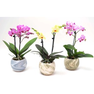 Tre mini orchidee in vasi decorativi come composizione di piante da interno.