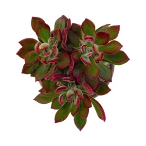 Echeveria Devotion piante grasse vaso Ø 10,5 cm