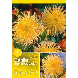 Dalia gialla Star Spectacle, fiore estivo per aiuole e bordure.