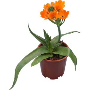 Stella di Betlemme (Ornithogalum dubium) in vaso con fiori arancioni brillanti.