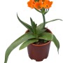 Stella di Betlemme (Ornithogalum dubium) in vaso con fiori arancioni brillanti.
