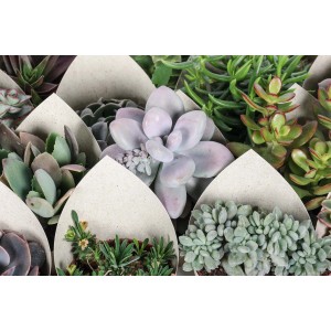 Diverse piante grasse in confezioni di carta, primo piano.