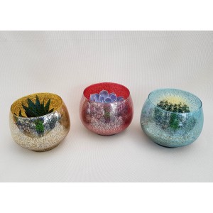 Tre vasi colorati con piante grasse e cactus come piante da interno.