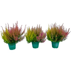Tre piante di Erica & Calluna in vaso con fiori rosa, gialli e rossi.