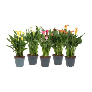 Piante di Calla Zantedeschia di vari colori in vaso. Piante da interno.