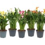 Piante di Calla Zantedeschia di vari colori in vaso. Piante da interno.