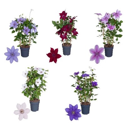 Clematis Boulevard vaso 15 cm