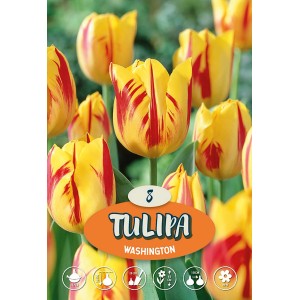 Tulipano Triumph Washington giallo-rosso, un elegante bulbo per aiuole e vasi.
