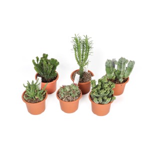 Diverse piante grasse t.b.t. in vaso, ideali per posizioni soleggiate.
