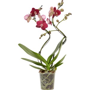 Orchidea farfalla (Phalaenopsis) con fiori rossi e rosa in vaso da circa 12 cm.